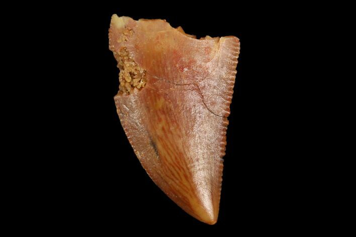 Serrated, Raptor Tooth - Real Dinosaur Tooth #124262